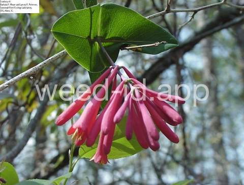 honeysuckle, trumpet